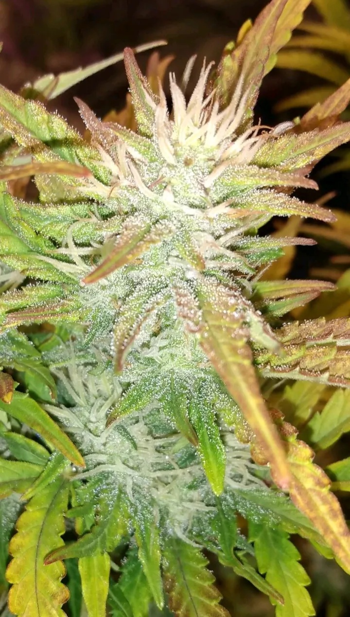 1 Seed Think Blue X Charlotte’s Angel It’s A Dutch Passion Strain ...