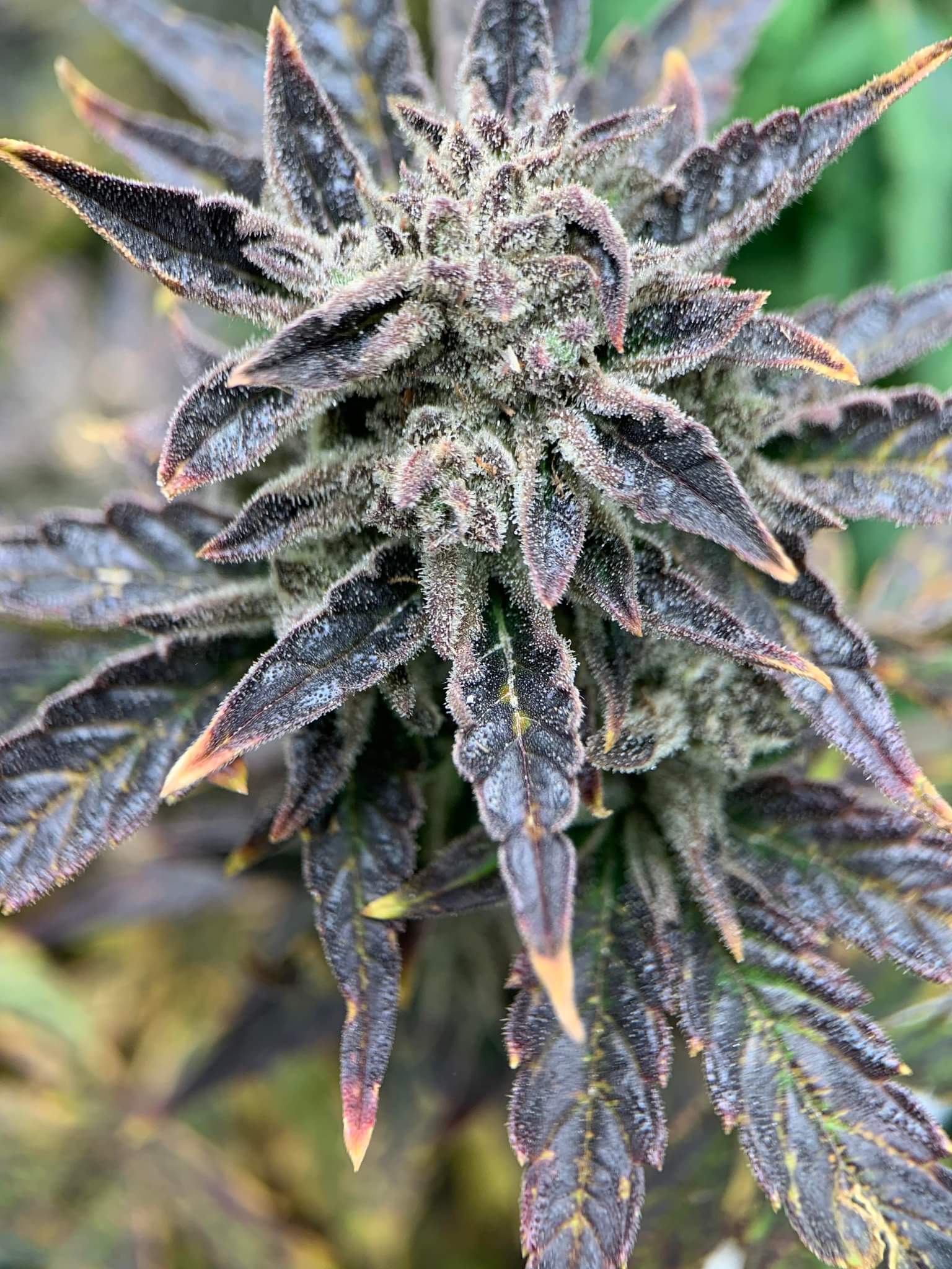 1 Seed Purple Kush Feminized Autoflower - Bluemountainseeds.co