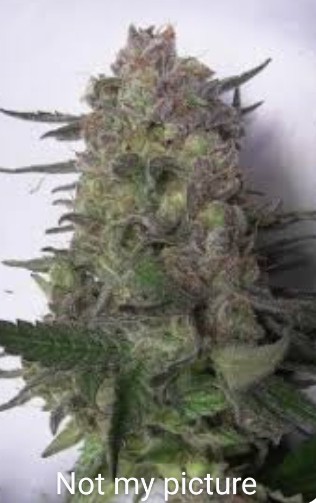 2 Seeds Gorilla Blue Kush Feminized Autoflower